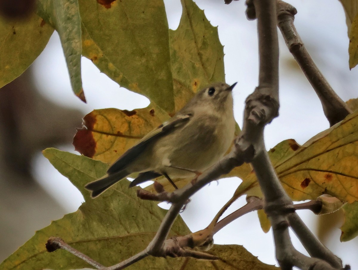מלכילון אמריקני - ML645431073