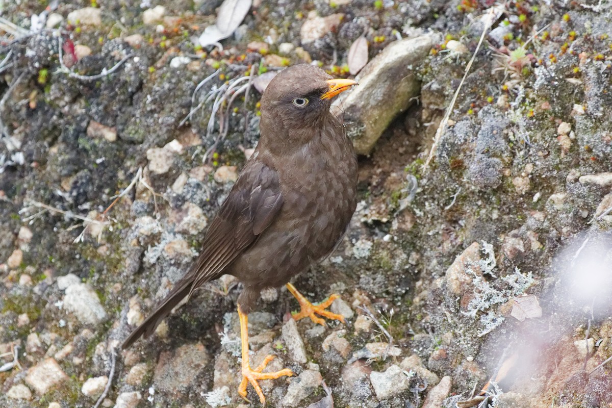 Sooty Thrush - ML645431074