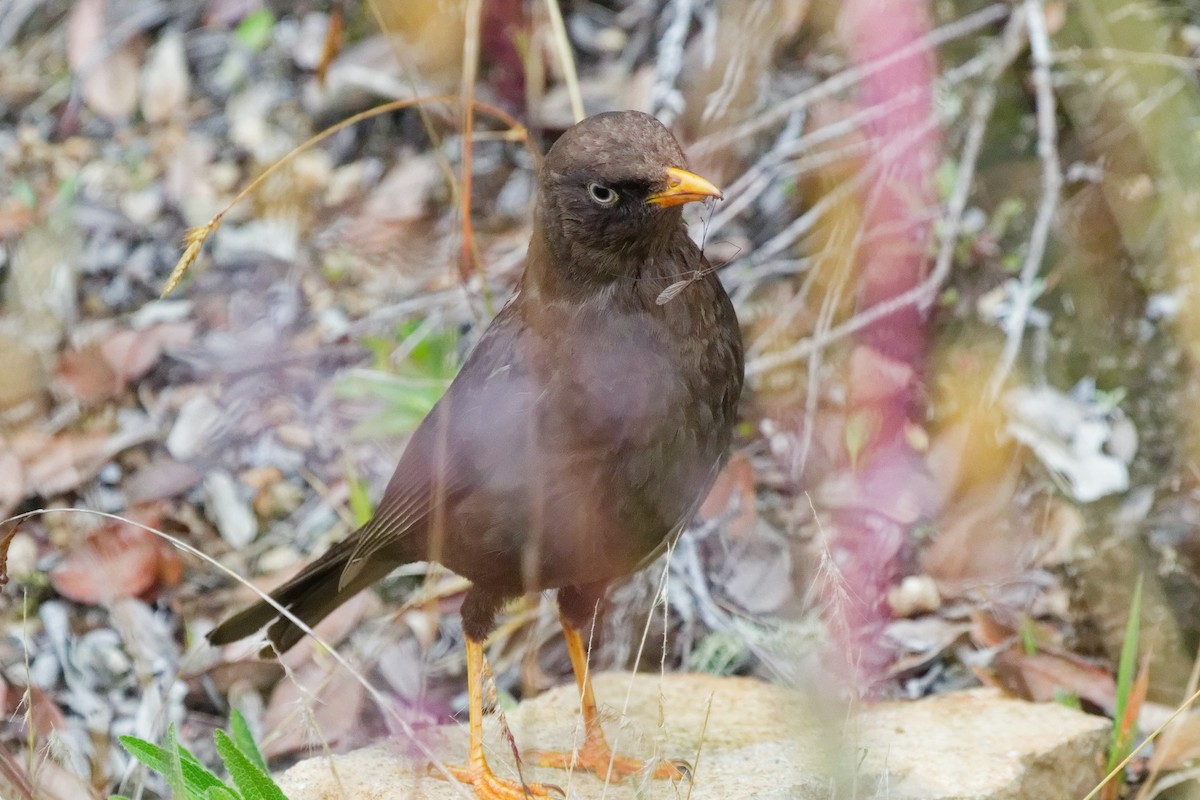 Sooty Thrush - ML645431075