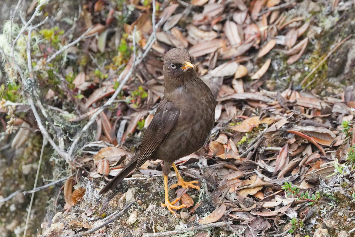 Sooty Thrush - ML645431076