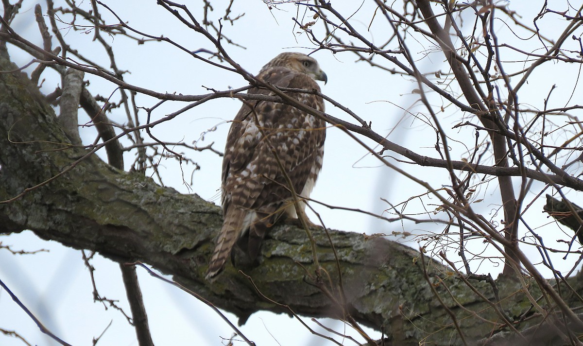 Red-tailed Hawk (borealis) - ML645431077