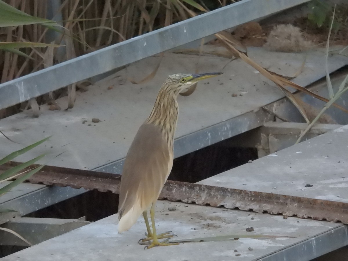 אנפית סוף - ML645431078
