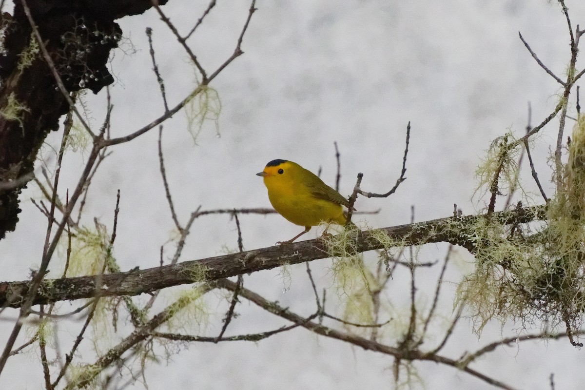 סבכון שחור-כיפה - ML645431079
