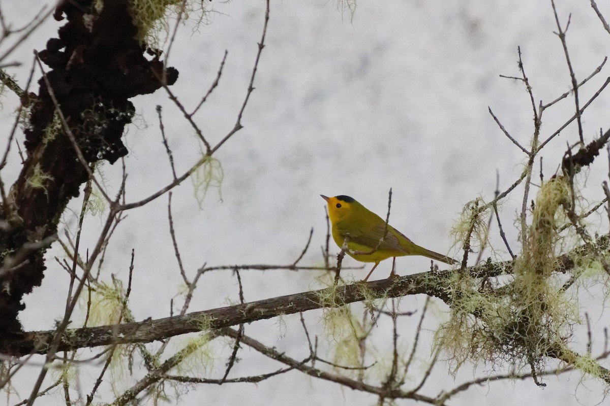 סבכון שחור-כיפה - ML645431080