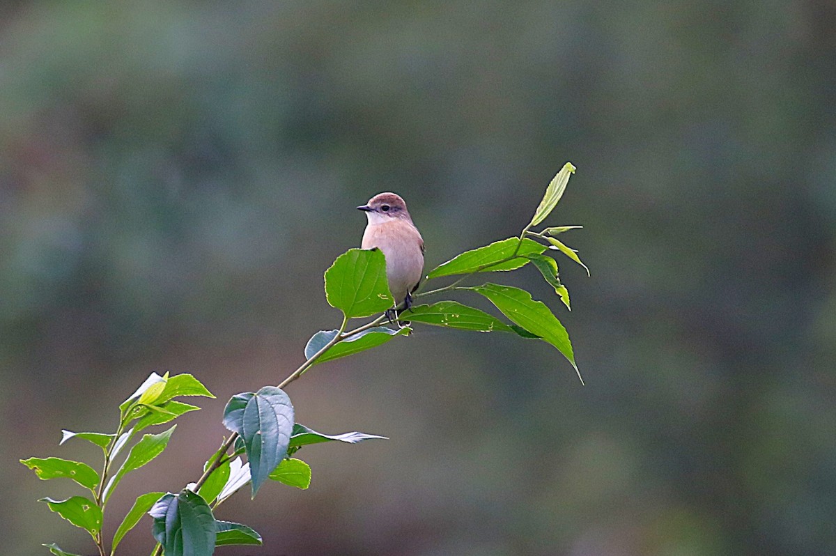 דוחל כתום-שת - ML645431081