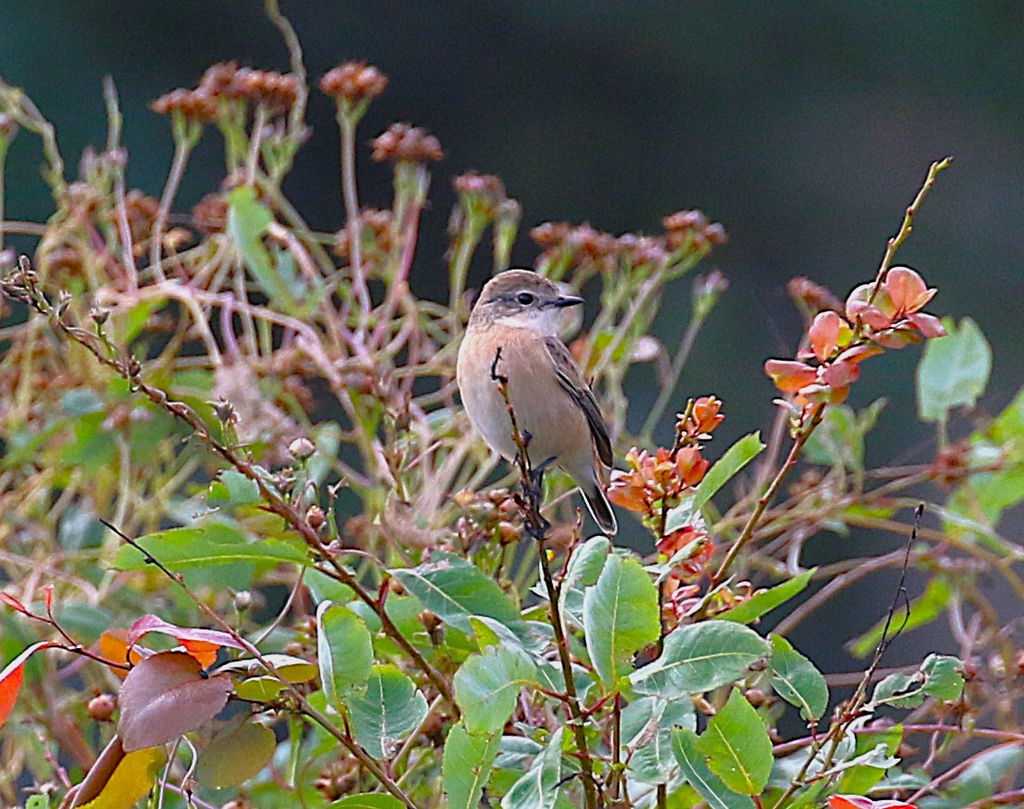 דוחל כתום-שת - ML645431082