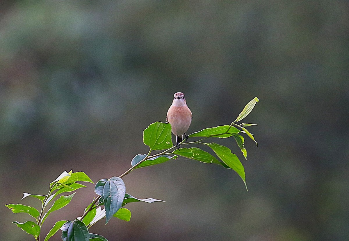 דוחל כתום-שת - ML645431083