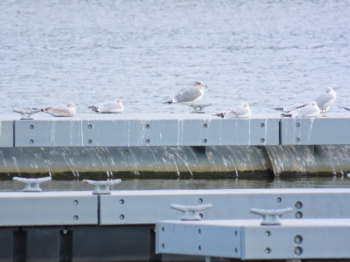 California Gull - ML645431084