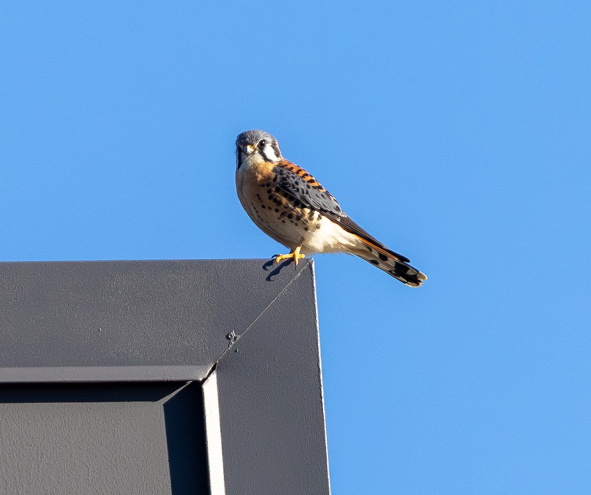בז אמריקני - ML645431086