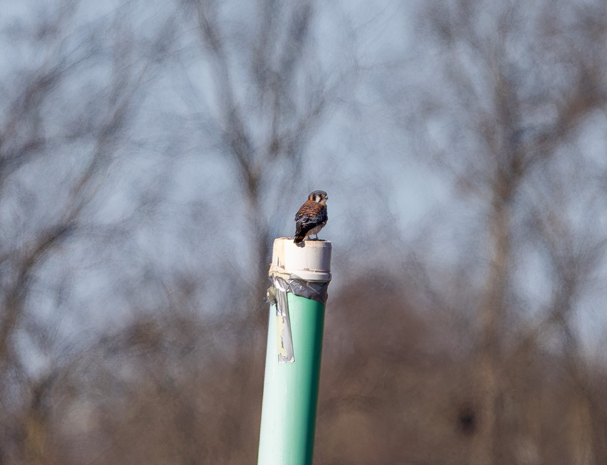 בז אמריקני - ML645431087