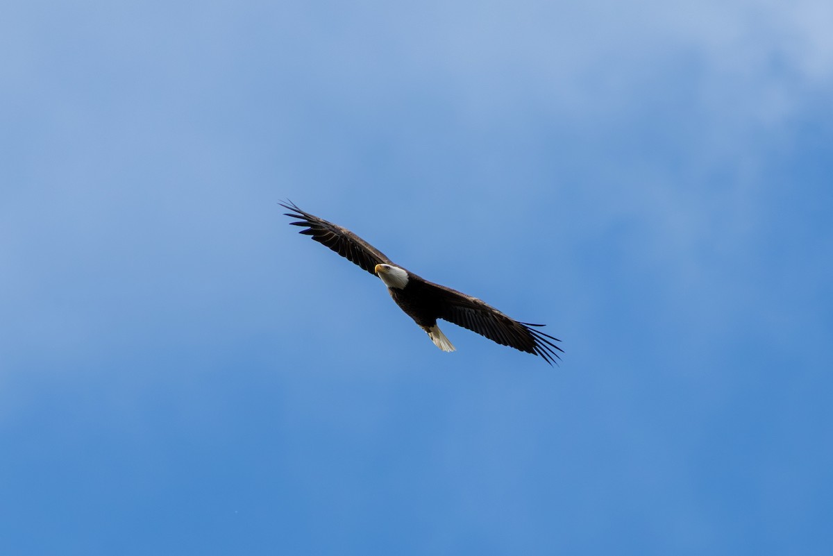 עיטם לבן-ראש - ML645431088