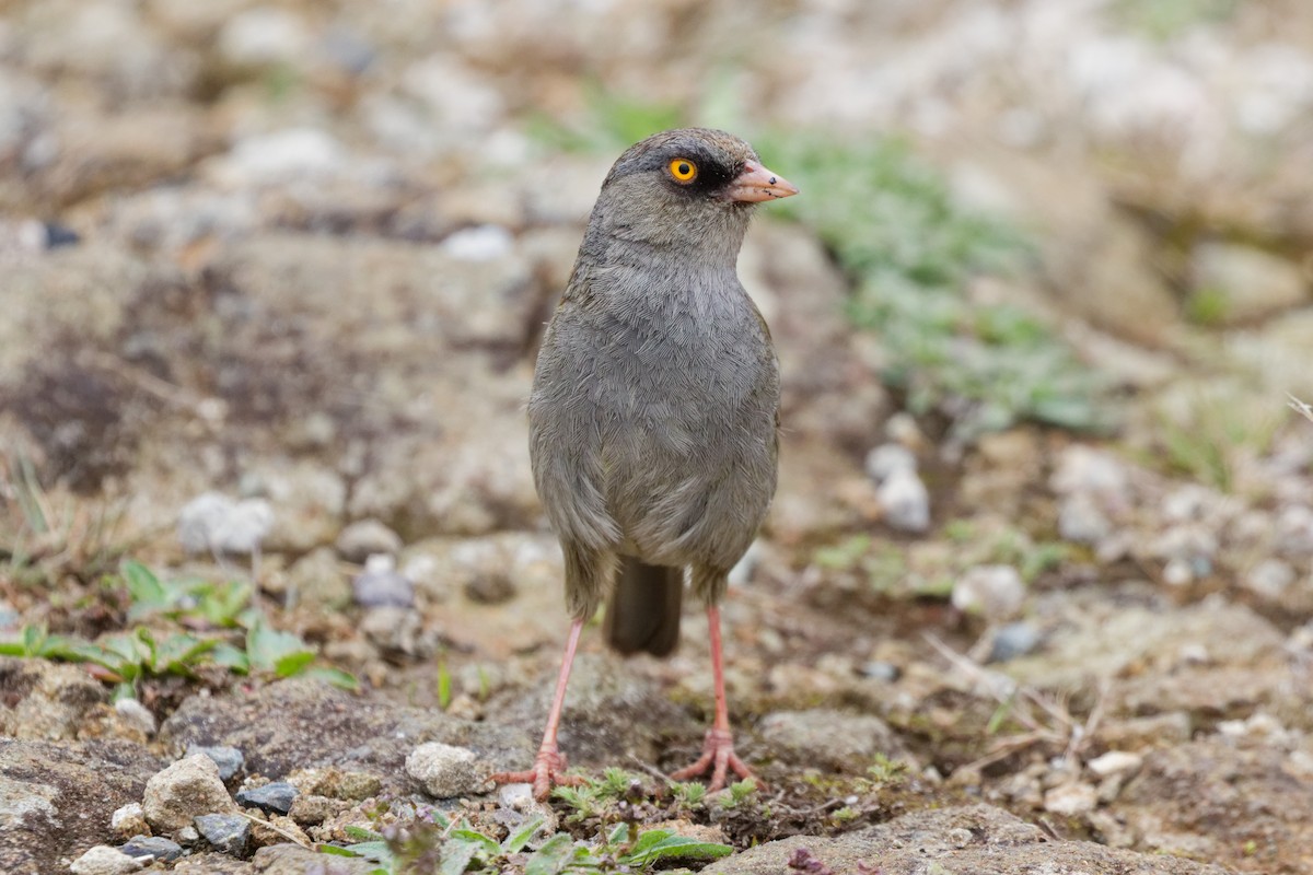 Volcano Junco - ML645431089