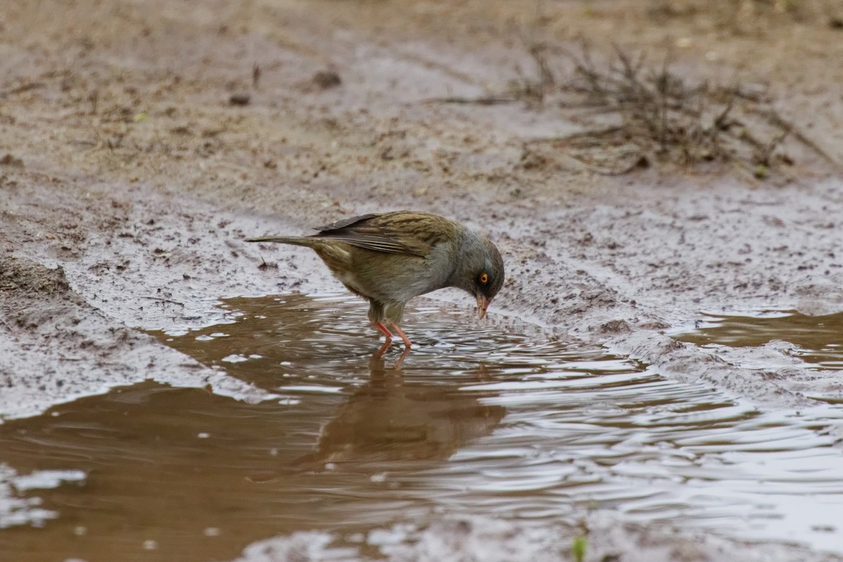 Volcano Junco - ML645431090