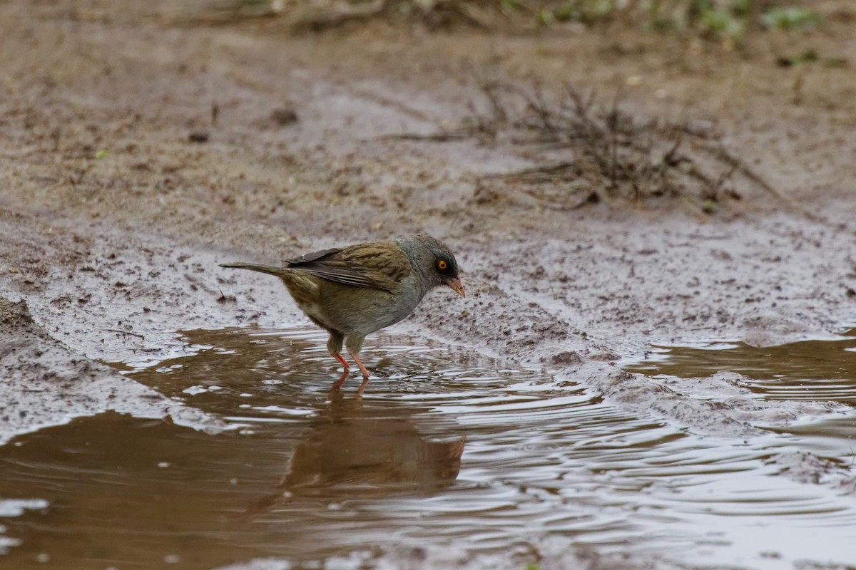 Volcano Junco - ML645431091