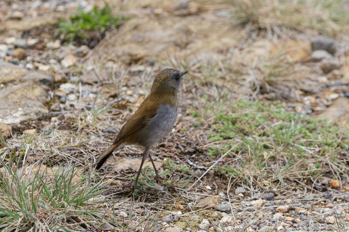 Black-billed Nightingale-Thrush - ML645431092