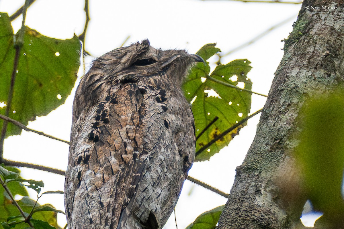 Northern Potoo - ML645431093