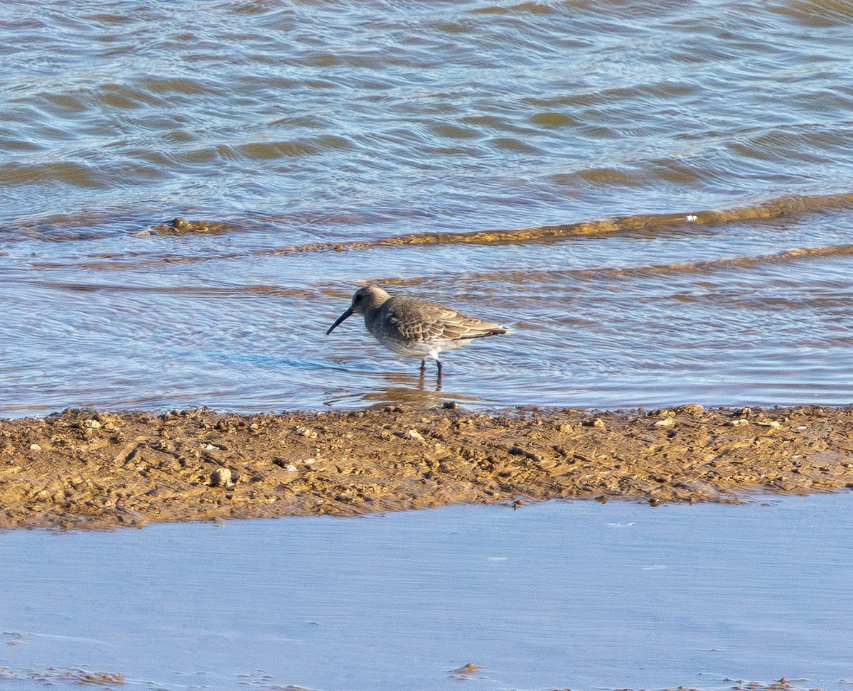 חופית אלפינית - ML645431094