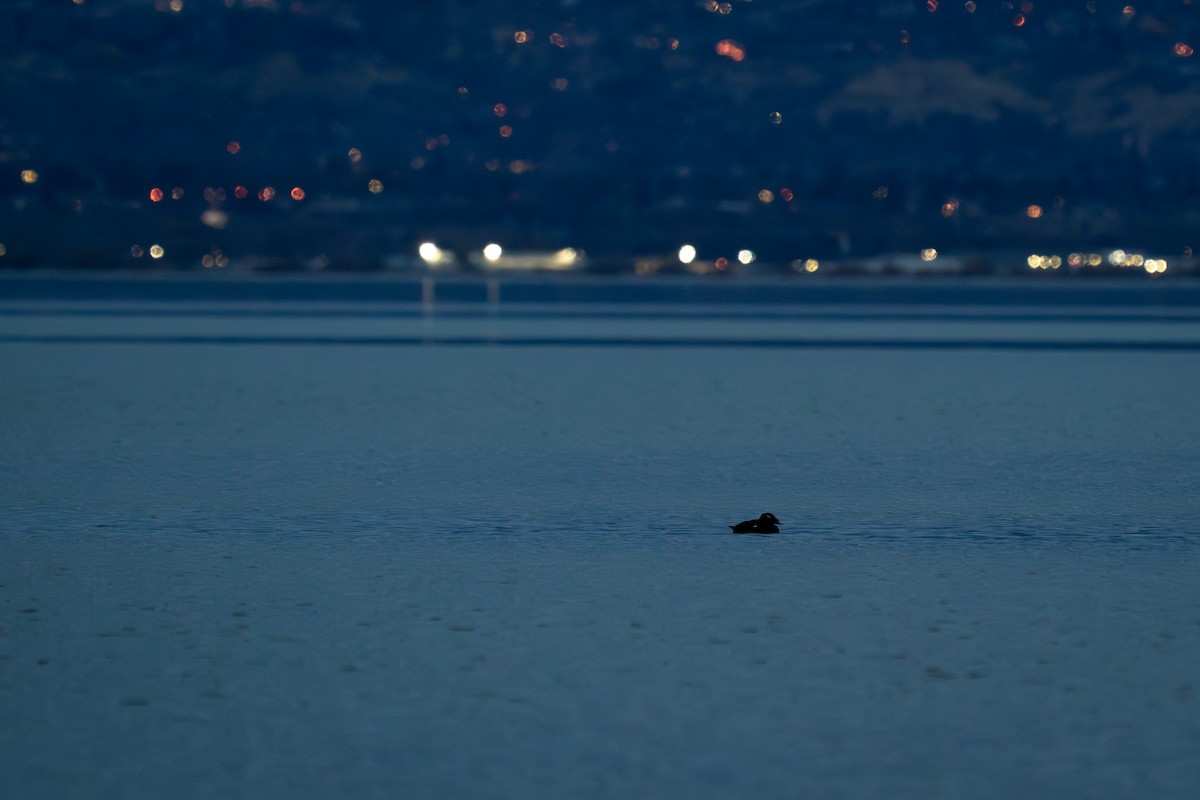 White-winged Scoter - ML645431095