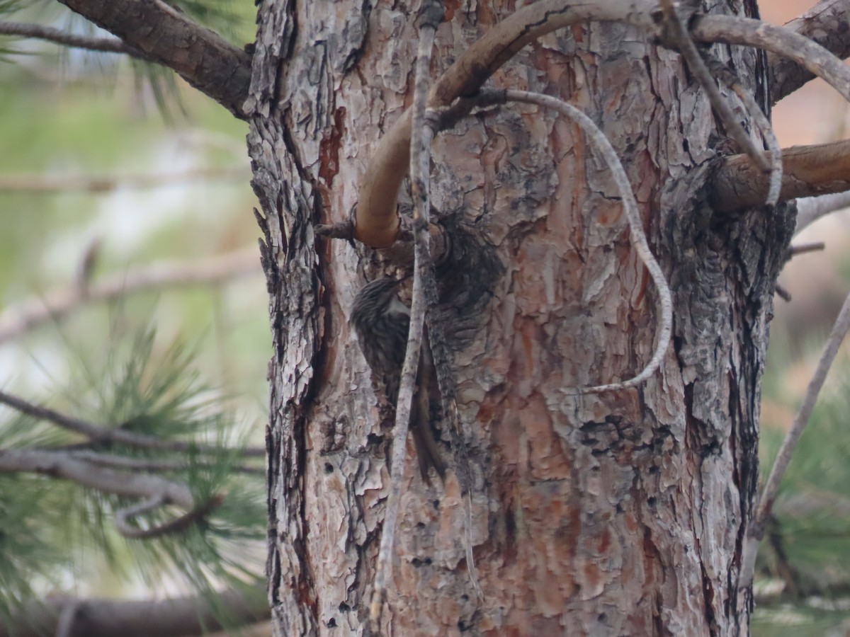 Agateador Americano - ML645431097