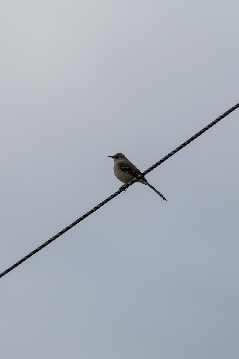 חקיינית צפונית - ML645431102