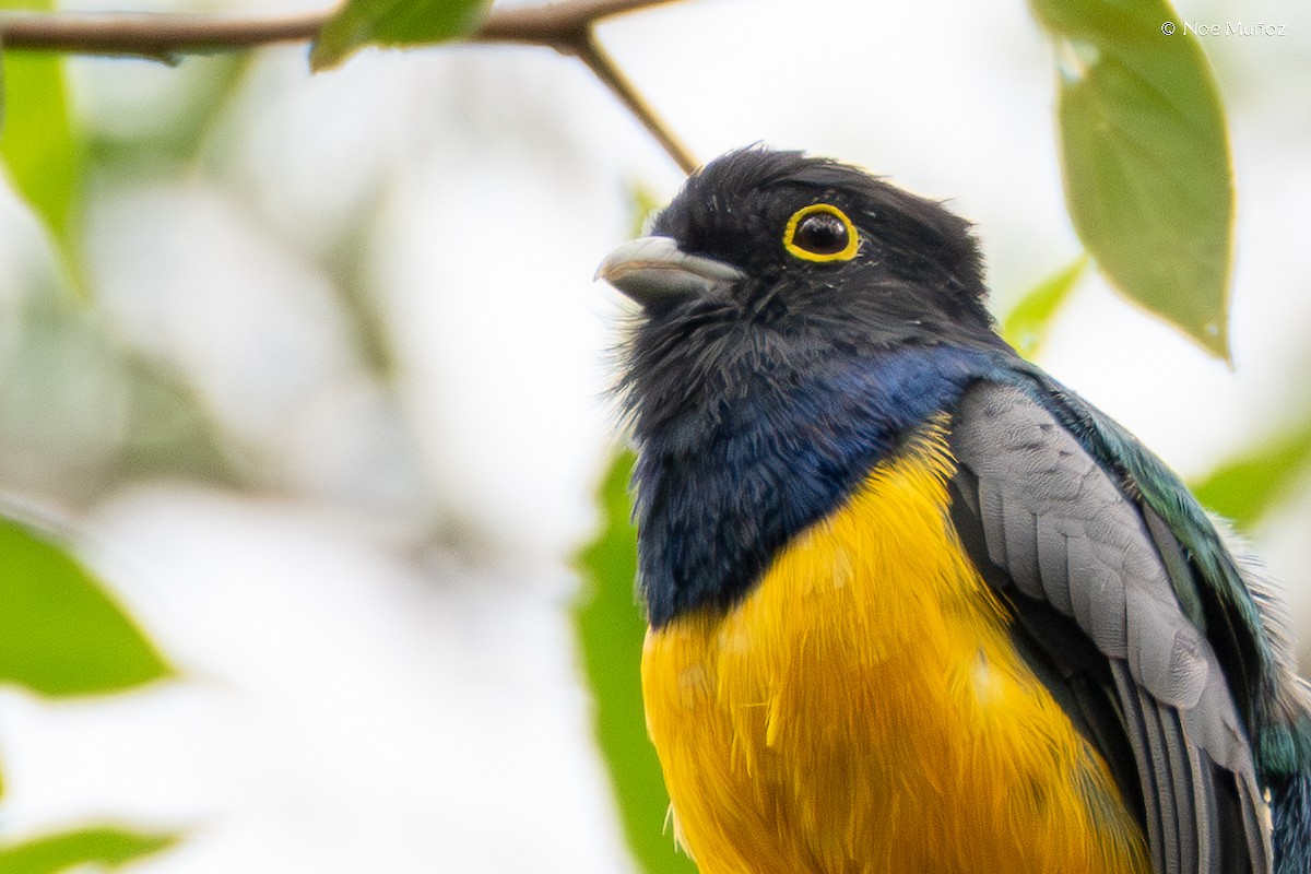 Trogón Caribeño - ML645431103