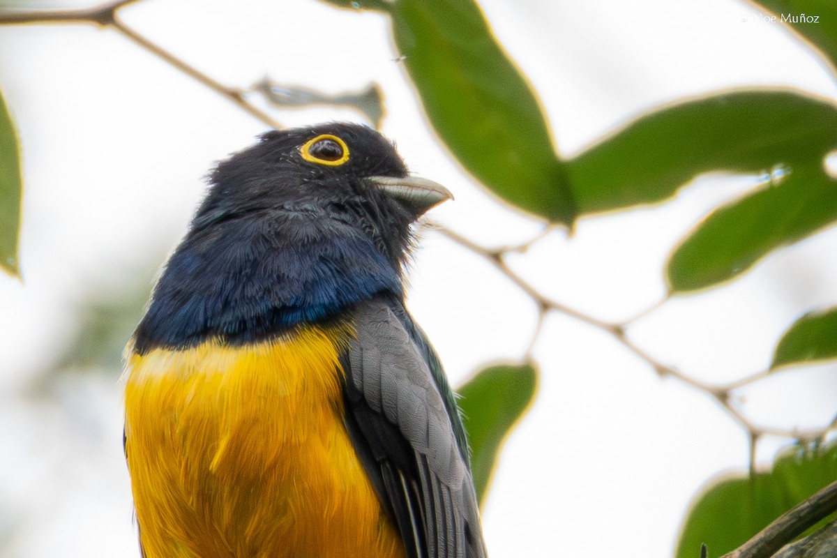 Trogón Caribeño - ML645431104