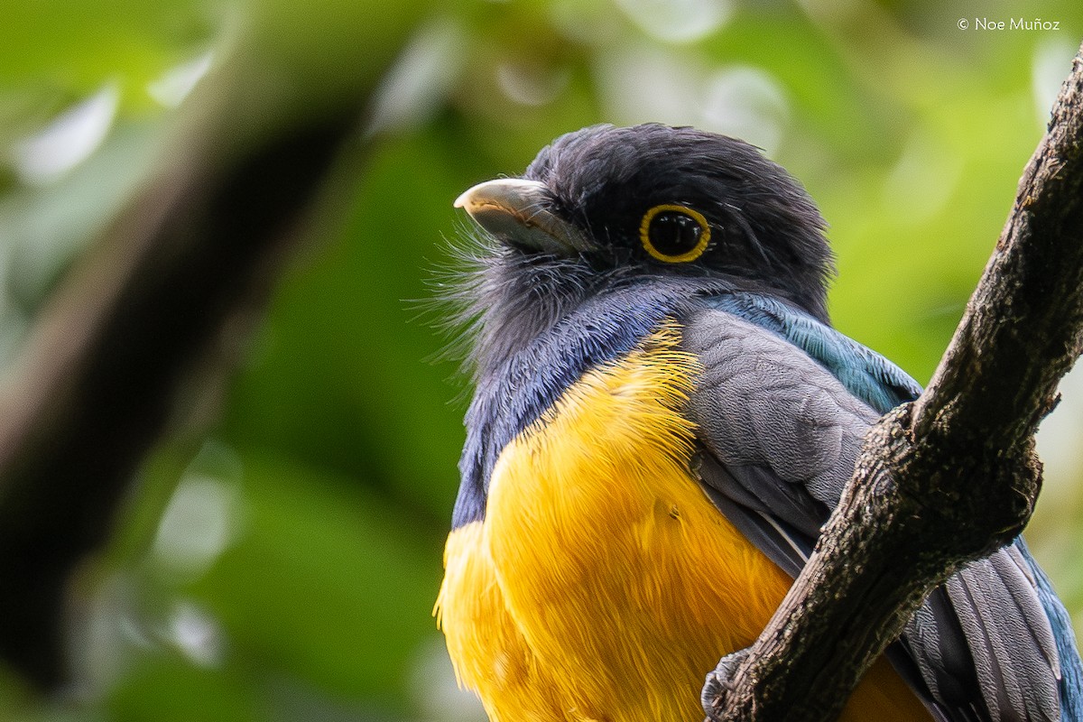 Trogón Caribeño - ML645431105