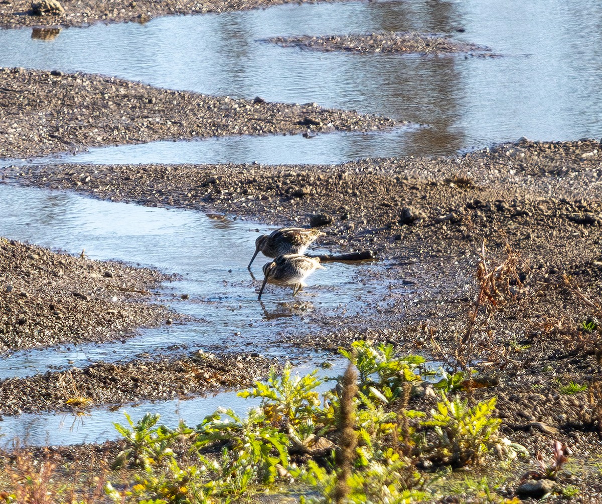 Wilson's Snipe - ML645431106