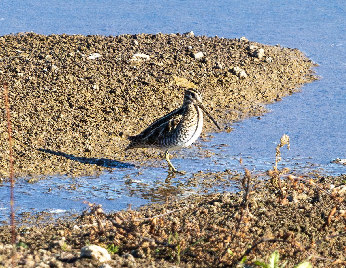 Agachadiza de Wilson - ML645431107