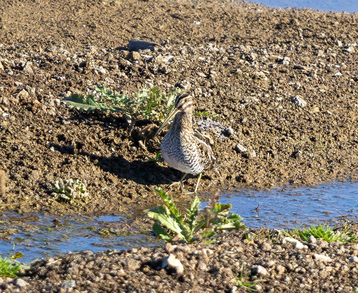 Wilson's Snipe - ML645431108