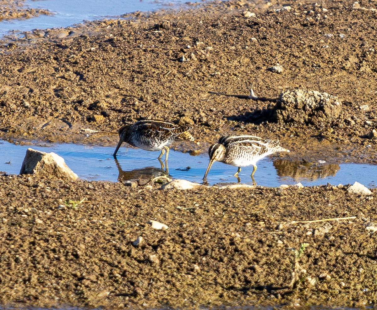 Agachadiza de Wilson - ML645431109