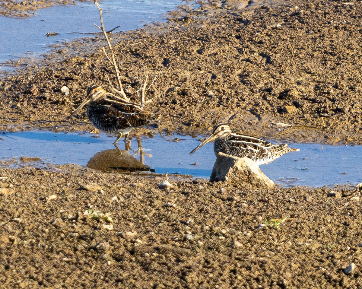 Wilson's Snipe - ML645431110