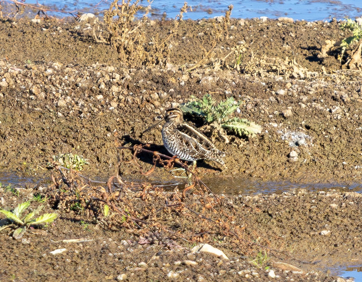Wilson's Snipe - ML645431111