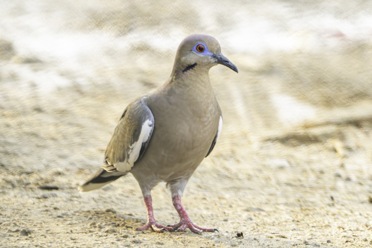 Zenaida Aliblanca - ML645431112