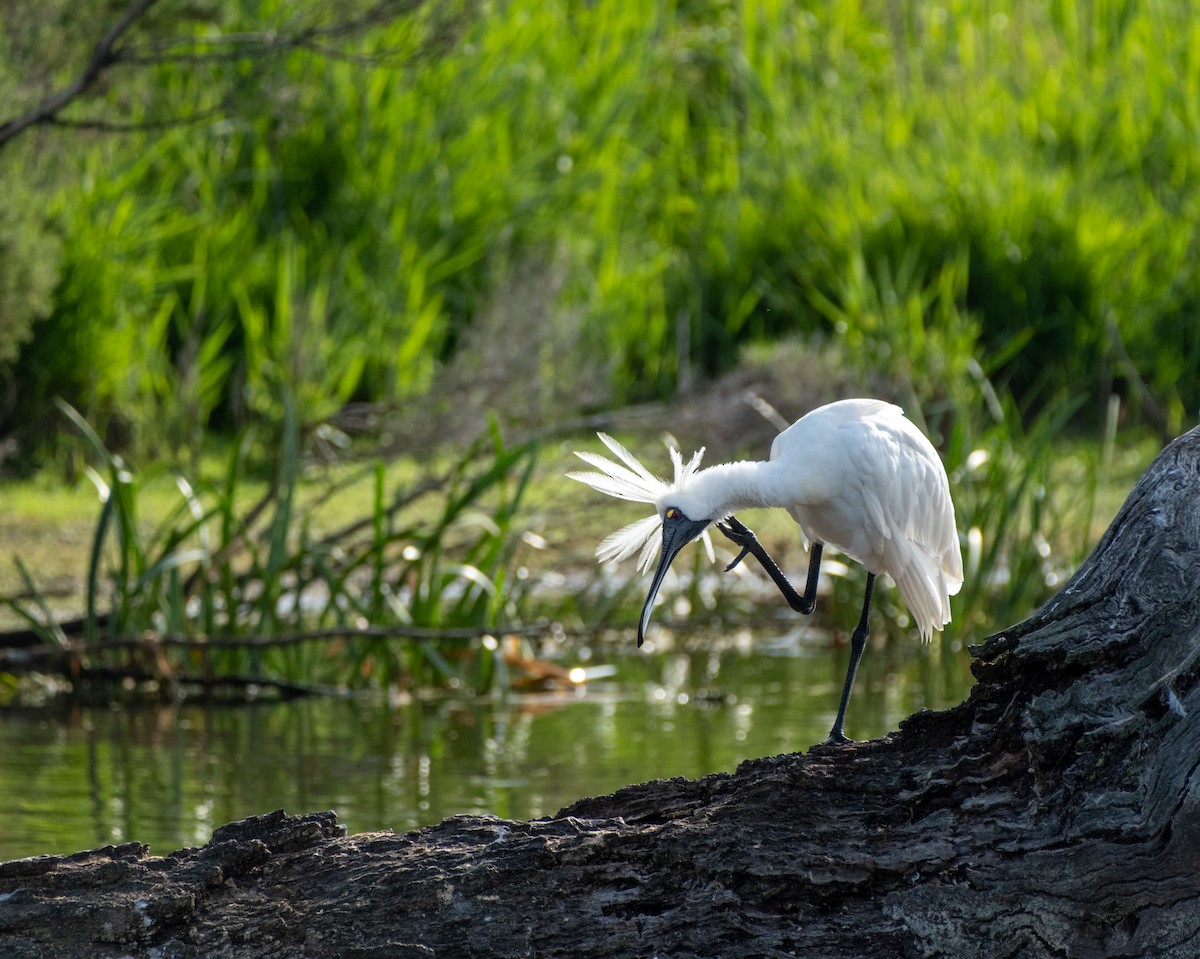Espátula Real - ML645431113