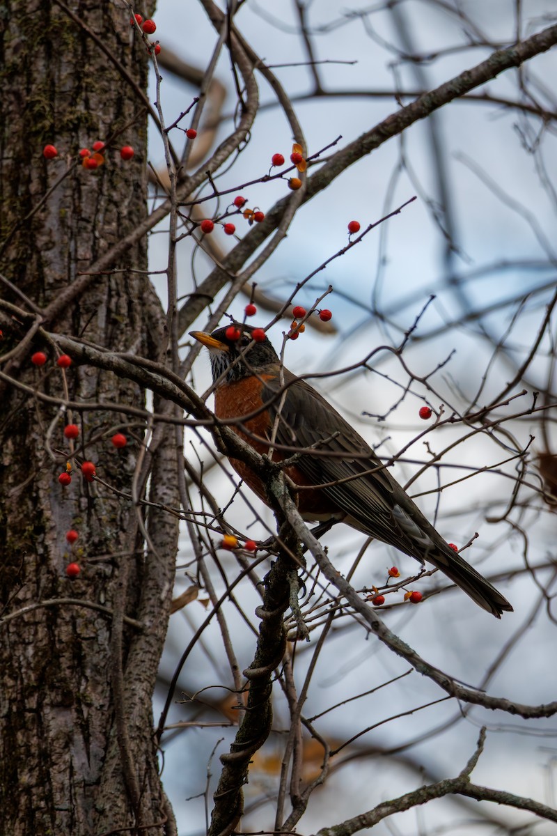 Zorzal Americano - ML645431114