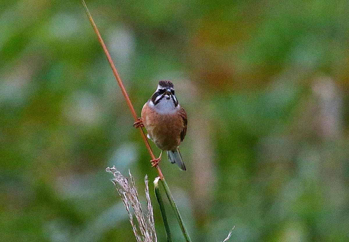 Escribano de Brandt - ML645431117