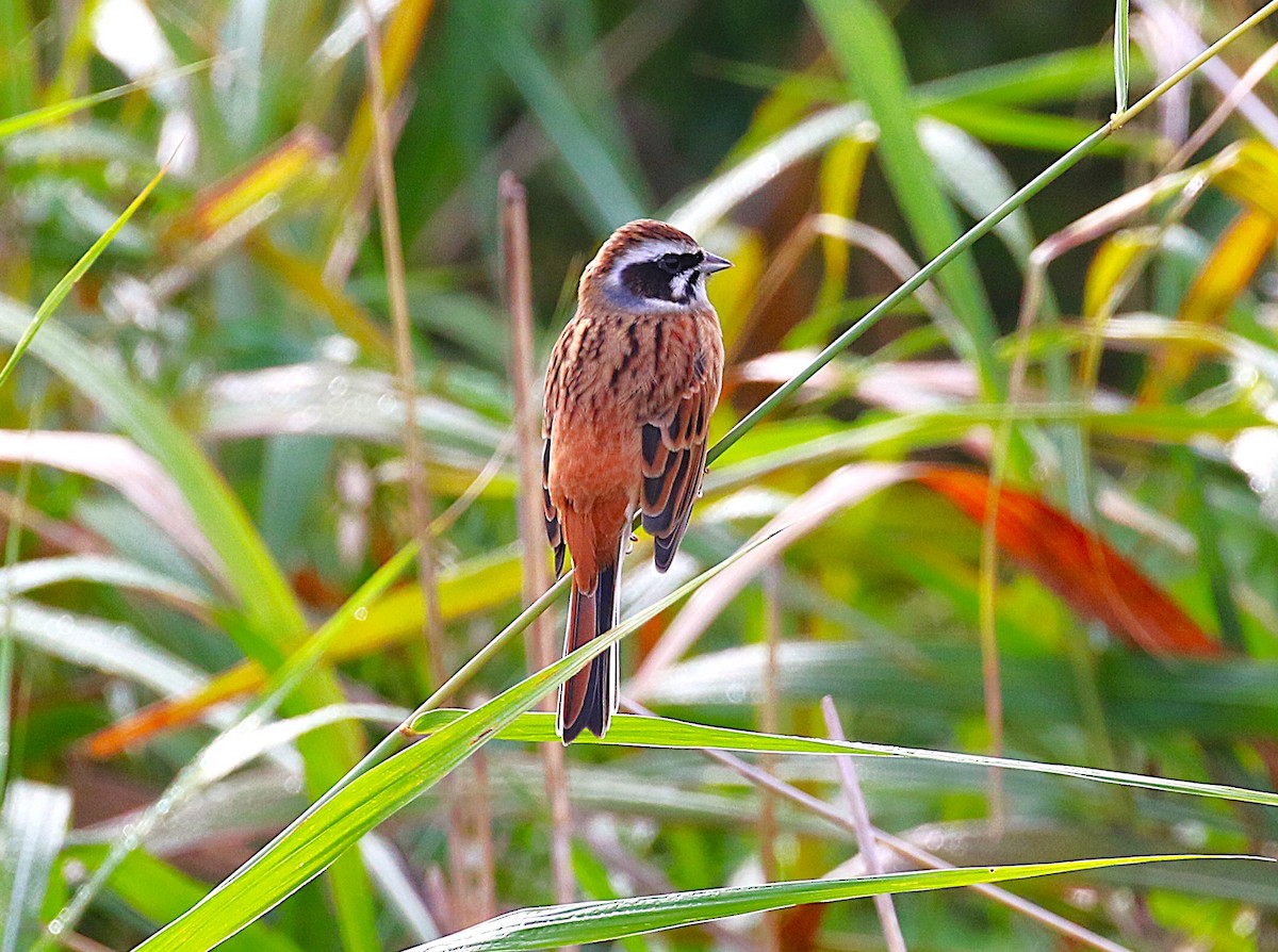 Escribano de Brandt - ML645431118