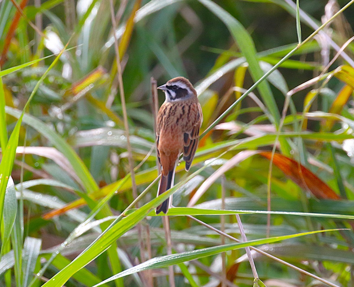 Escribano de Brandt - ML645431119