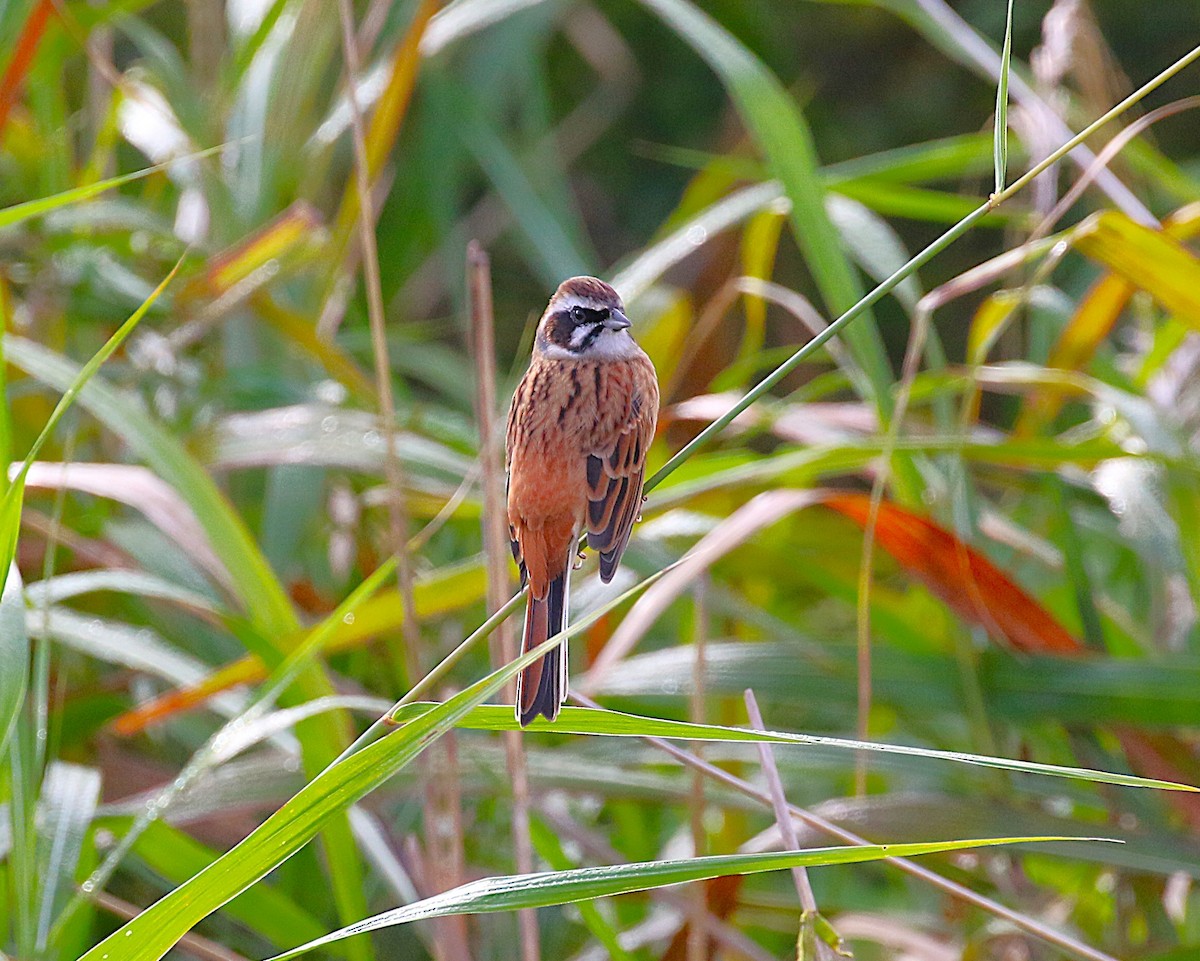 Escribano de Brandt - ML645431120