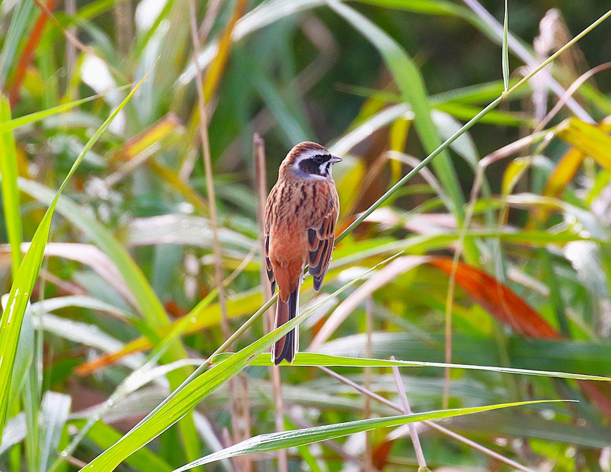 Escribano de Brandt - ML645431121