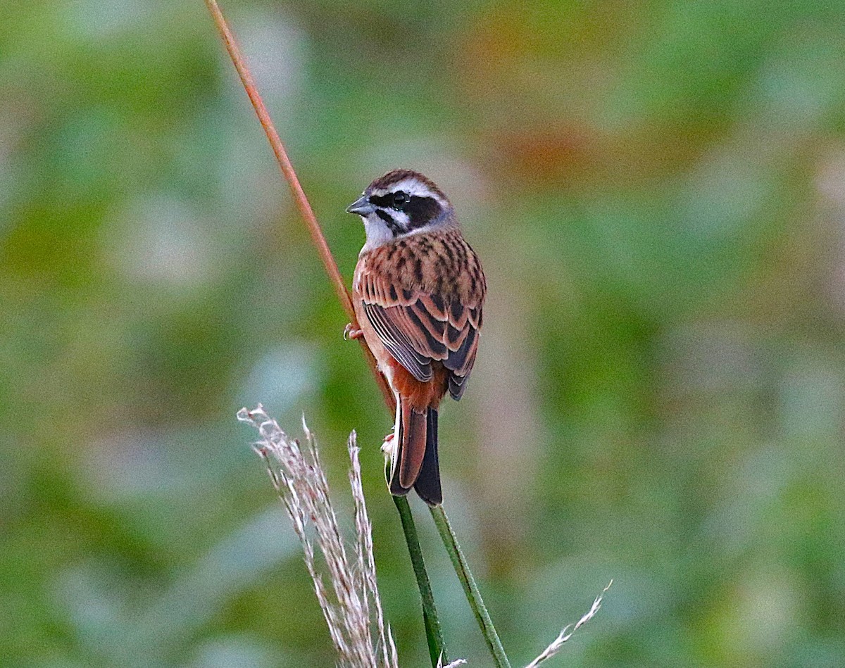 Escribano de Brandt - ML645431122