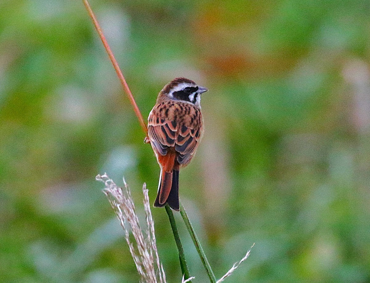 Escribano de Brandt - ML645431123