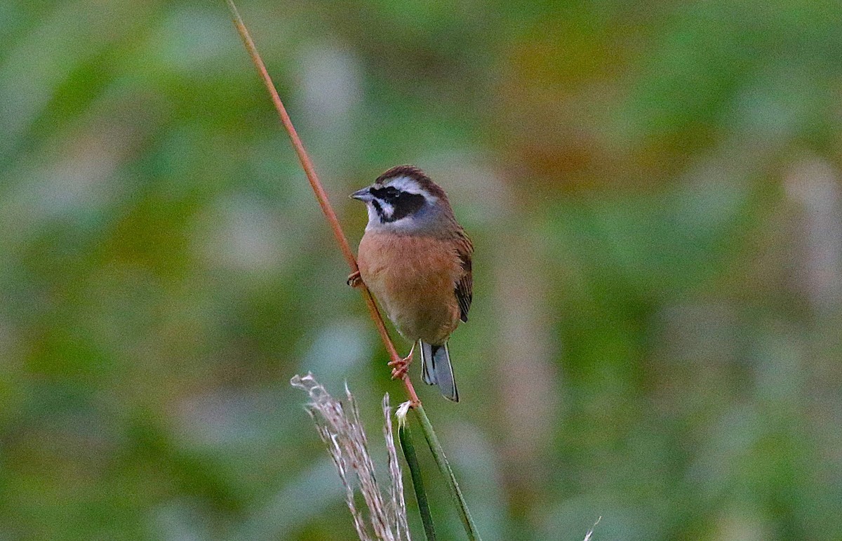 Escribano de Brandt - ML645431124