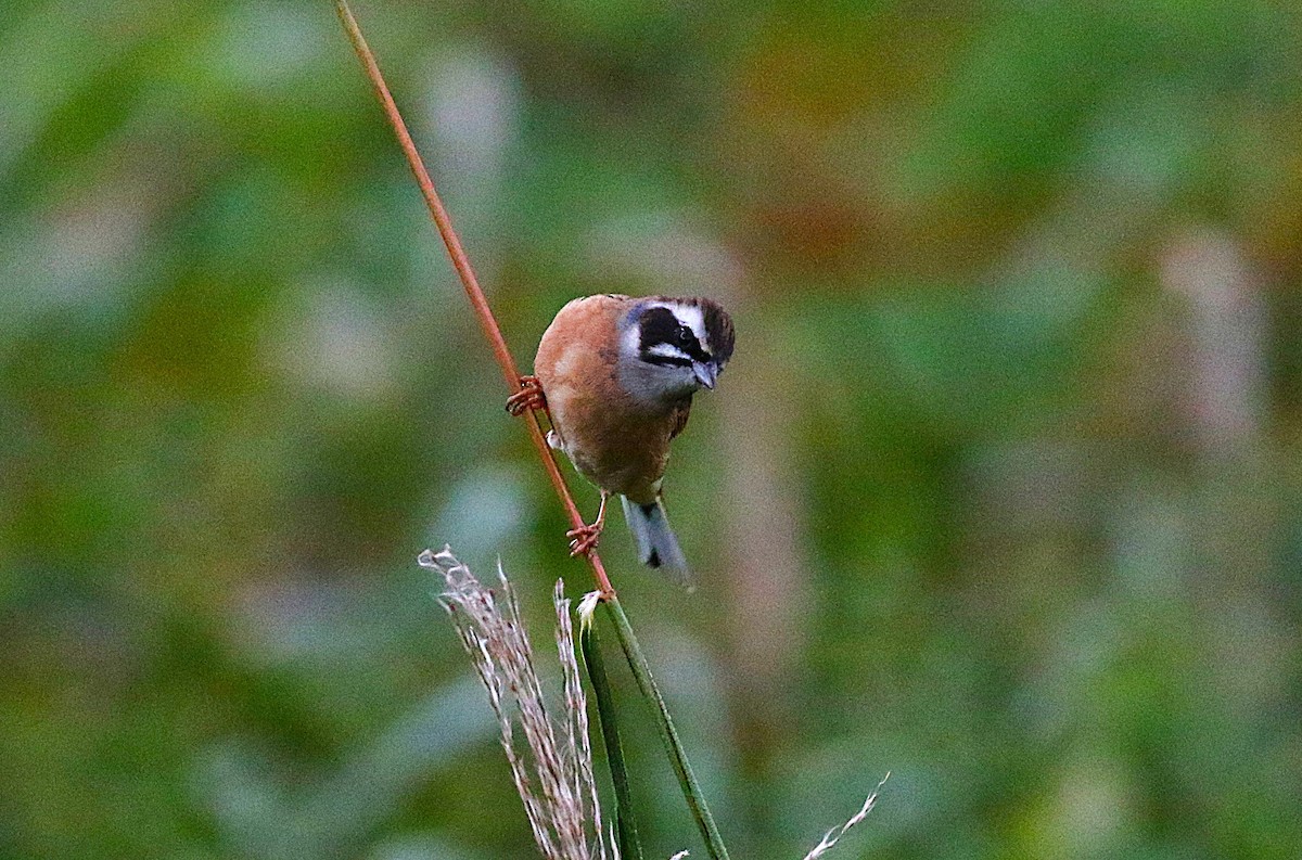 Escribano de Brandt - ML645431125