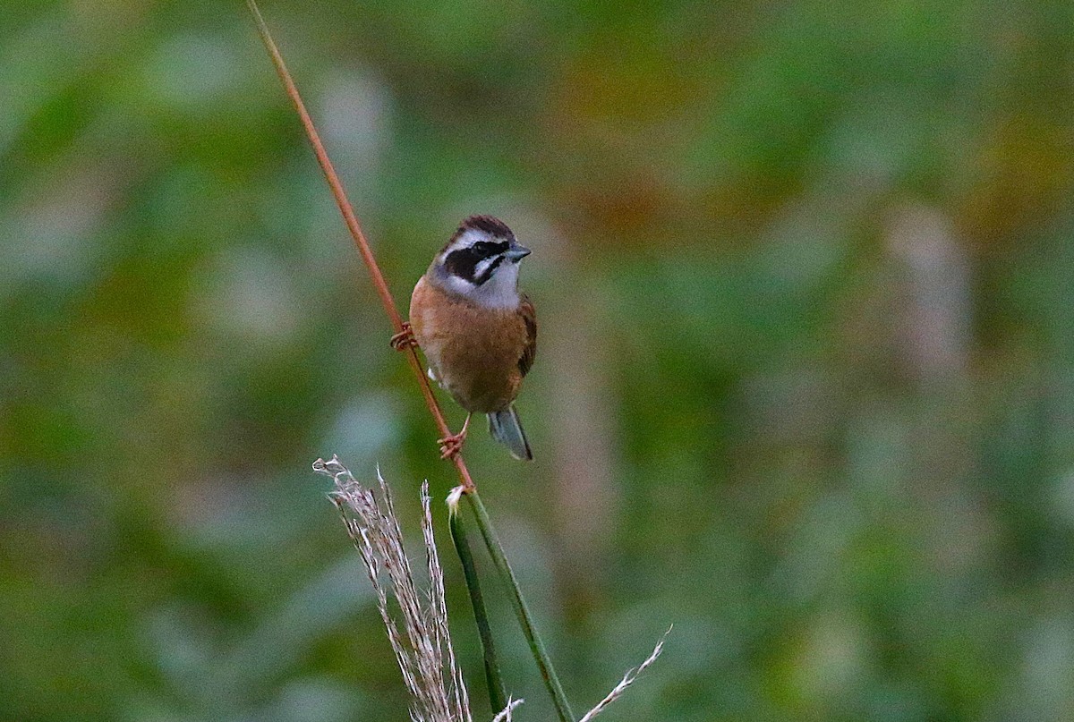 Escribano de Brandt - ML645431126