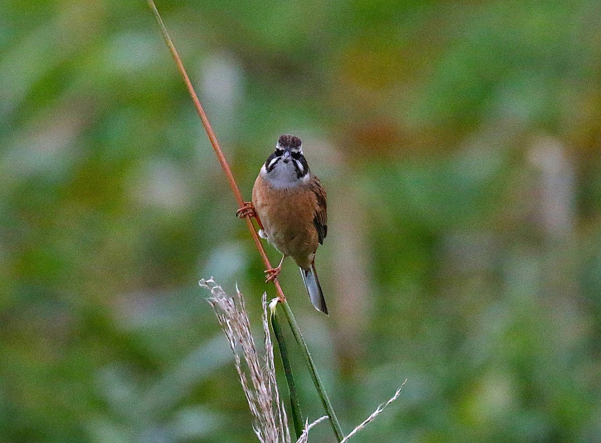 Escribano de Brandt - ML645431127