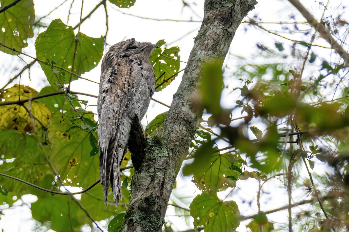 Nictibio Jamaicano - ML645431128