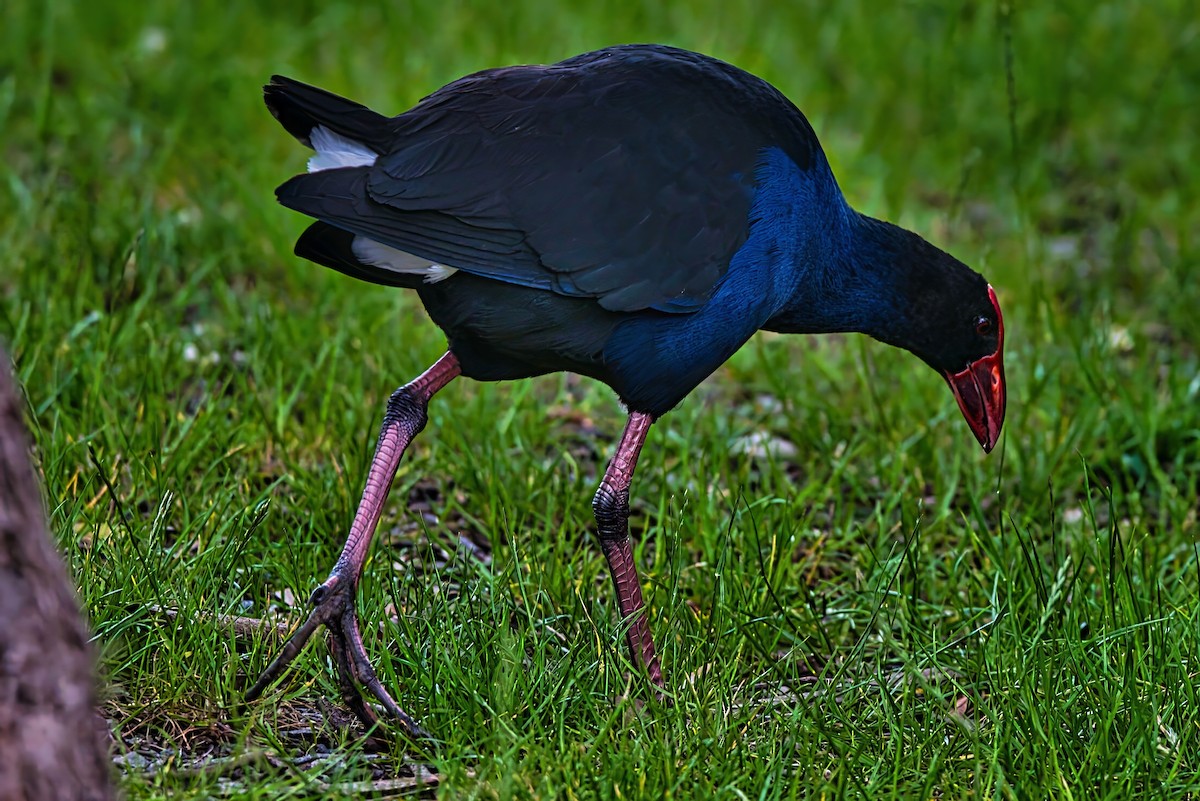 Calamón Australiano - ML645431129