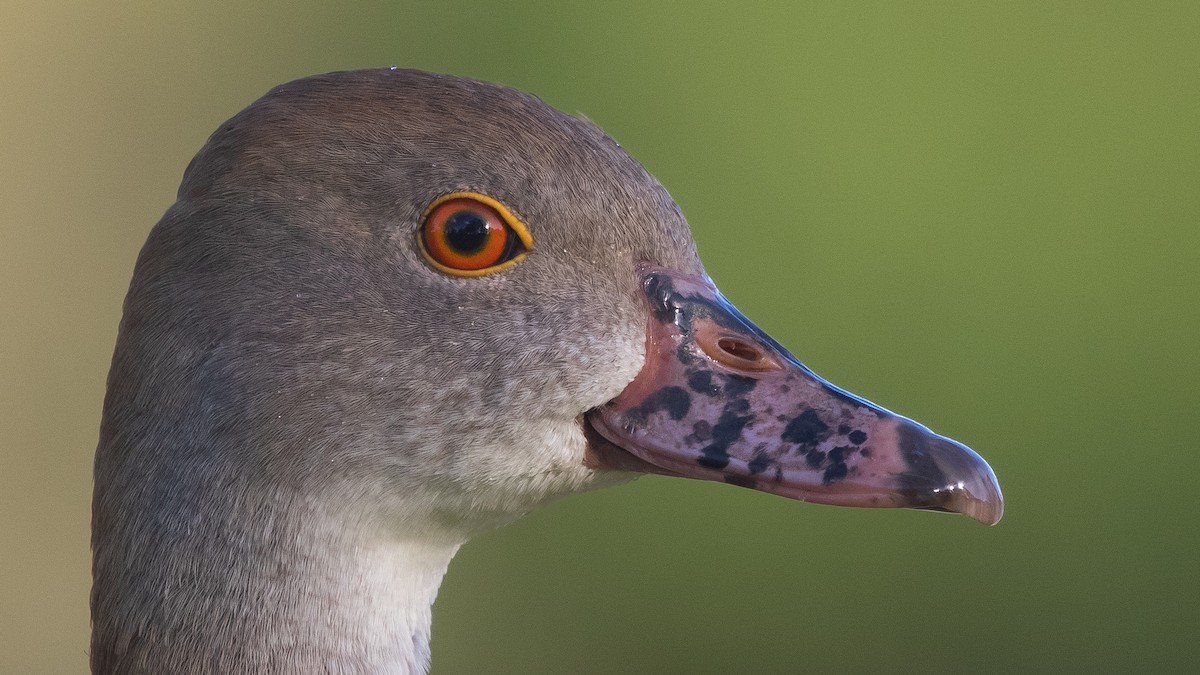 Suirirí Australiano - ML645431130